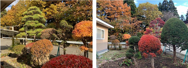 実家の庭木